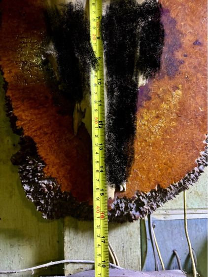 ไม้มะค่า รูปที่ 2