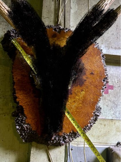 ไม้มะค่า รูปที่ 3