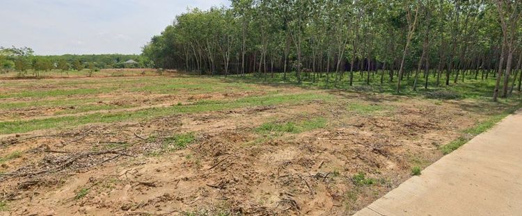 ที่ดินแปลงสวย ทำเลดีเยี่ยม ติดถนนคอนกรีต ใกล้โรงงานใหญ่-ตลาดคลองแงะ