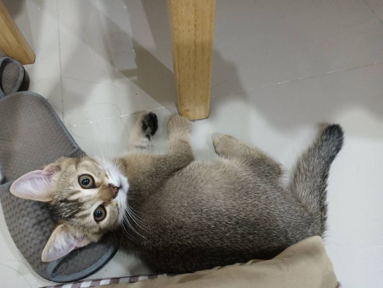 หนุ่มน้อย Brown Tabby รูปที่ 2