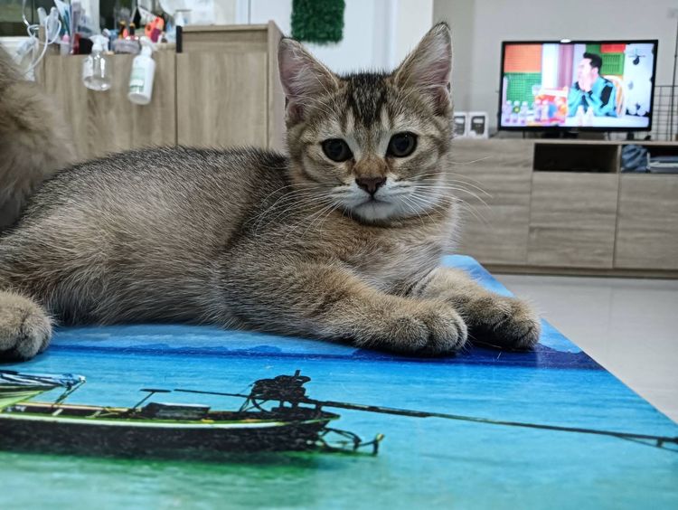 หนุ่มน้อย Brown Tabby รูปที่ 4