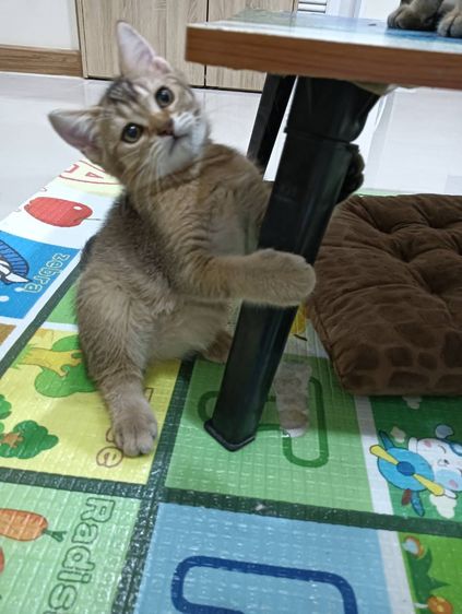 สก็อตติช โฟลด์ (Scottish Fold) หนุ่มน้อย Brown Tabby