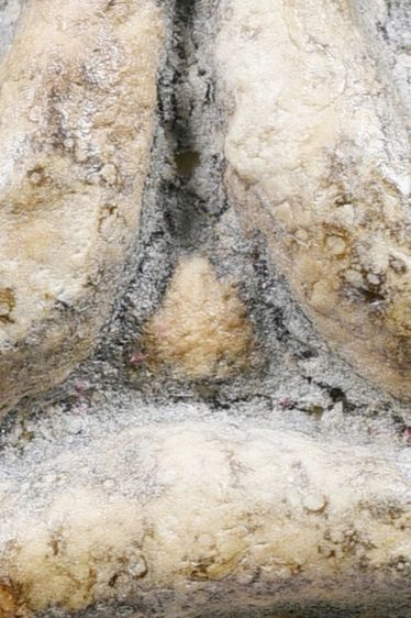 พระปิดตาหลวงพ่อแก้ว วัดเครือวัลย์ พิมพ์ใหญ่ รูปที่ 4