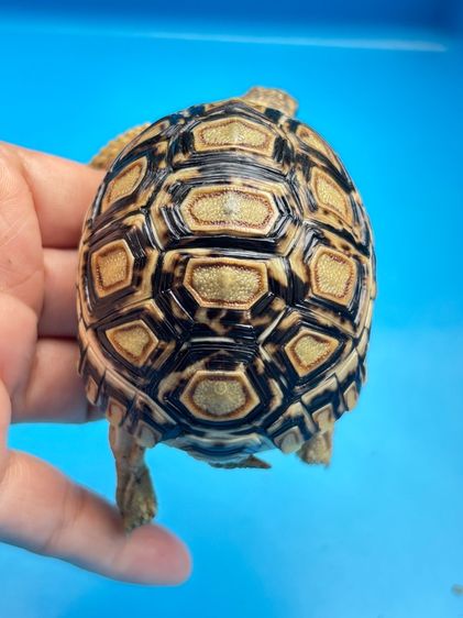 เต่าเรียลผาด ตัวละ 4,500 รูปที่ 16