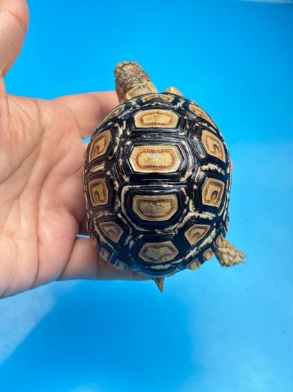 เต่าเรียลผาด ตัวละ 4,500 รูปที่ 8