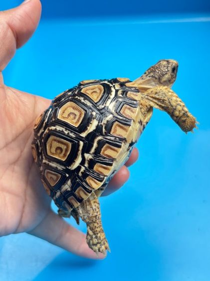 เต่าเรียลผาด ตัวละ 4,500 รูปที่ 9