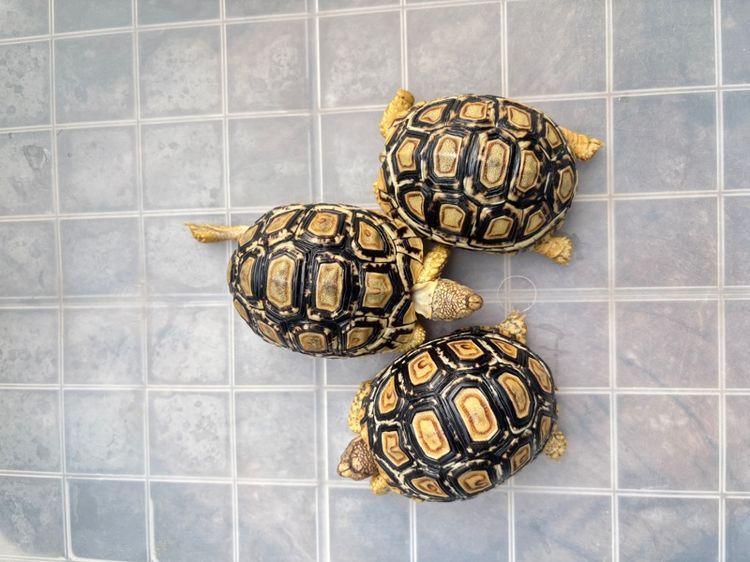 เต่าเรียลผาด ตัวละ 4,500 รูปที่ 2