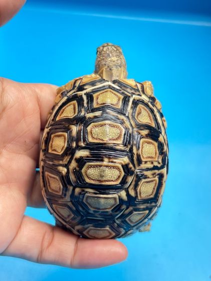 เต่าเรียลผาด ตัวละ 4,500 รูปที่ 17