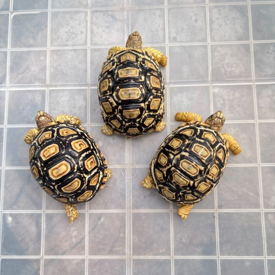 เต่าเรียลผาด ตัวละ 4,500