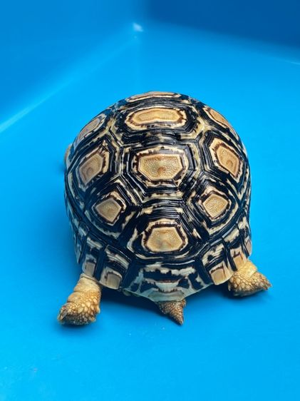 เต่าเรียลผาด Leopard tortoises  รูปที่ 12