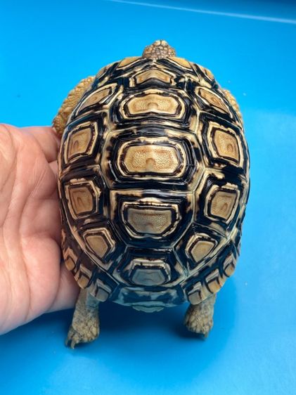 เต่าเรียลผาด Leopard tortoises  รูปที่ 7