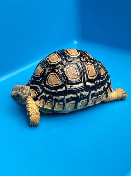 เต่าเรียลผาด Leopard tortoises  รูปที่ 10