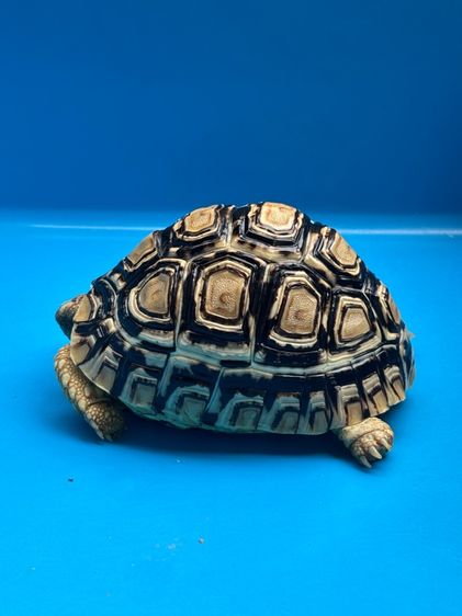 เต่าเรียลผาด Leopard tortoises  รูปที่ 4