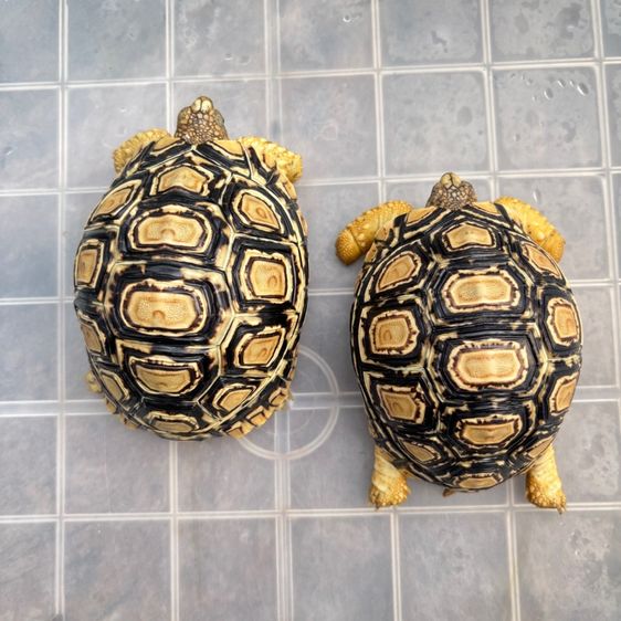 เต่าเรียลผาด Leopard tortoises 