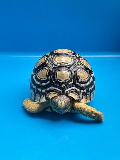 เต่าเรียลผาด Leopard tortoises  รูปที่ 9