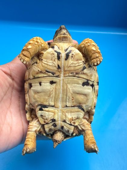 เต่าเรียลผาด Leopard tortoises  รูปที่ 14
