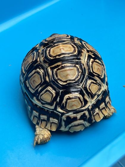 เต่าเรียลผาด Leopard tortoises  รูปที่ 6