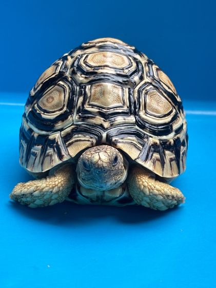 เต่าเรียลผาด Leopard tortoises  รูปที่ 3