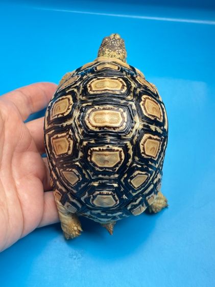 เต่าเรียลผาด Leopard tortoises  รูปที่ 13