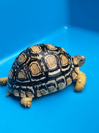 เต่าเรียลผาด Leopard tortoises  รูปที่ 11