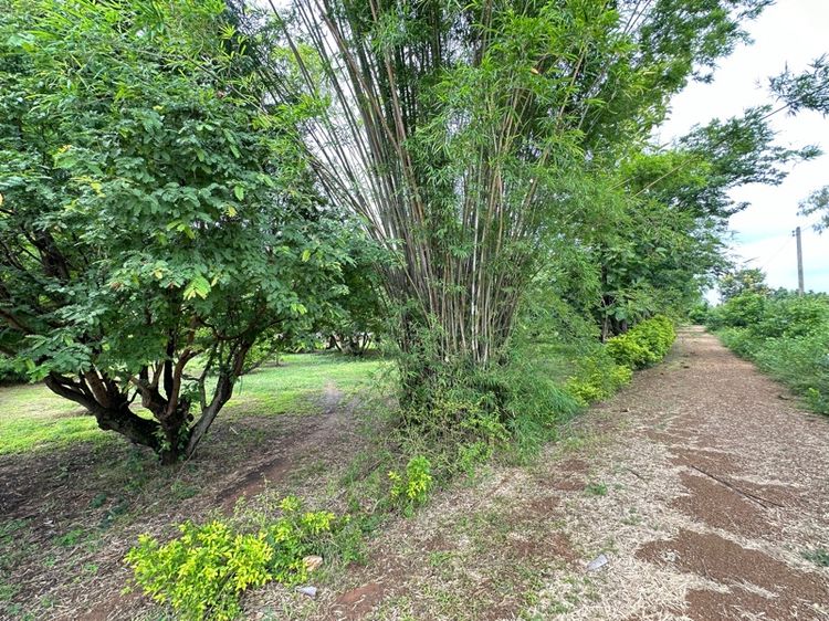 บ้านสวน 2 แปลง รูปที่ 3