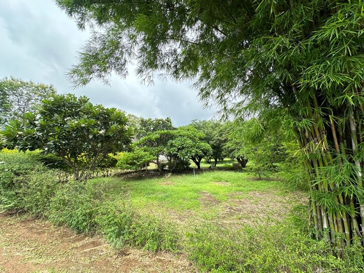 บ้านสวน 2 แปลง รูปที่ 4