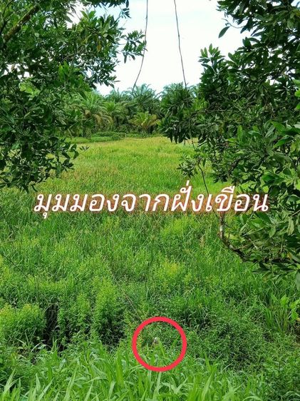 ไม่ใช่ ขายที่ดินมี 2 แปลง แปลงละ 1 ไร่ 2งาน บางนายสี ตะกั่วป่าพังงา ใกล้ศูนย์ราชการ เจ้าของขายเอง ถูกกว่าราคาประเมิน รูปที่ 3