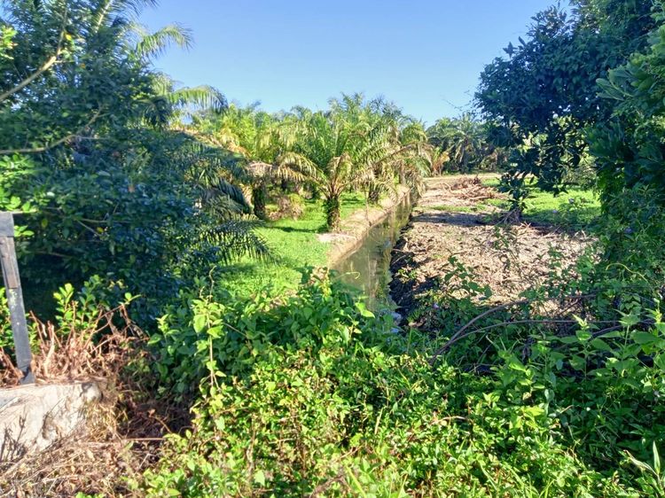 ไม่ใช่ ขายที่ดินมี 2 แปลง แปลงละ 1 ไร่ 2งาน บางนายสี ตะกั่วป่าพังงา ใกล้ศูนย์ราชการ เจ้าของขายเอง ถูกกว่าราคาประเมิน รูปที่ 2