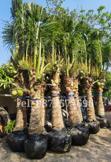 ต้นมะพร้าว​ขุดล้อม​ 2​ เมตร