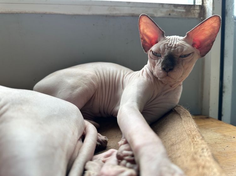 สฟิ้งซ์ รูปที่ 6