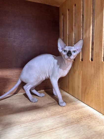 สฟิ้งซ์ รูปที่ 11