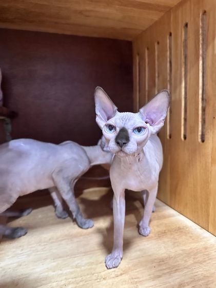 สฟิ้งซ์ รูปที่ 8