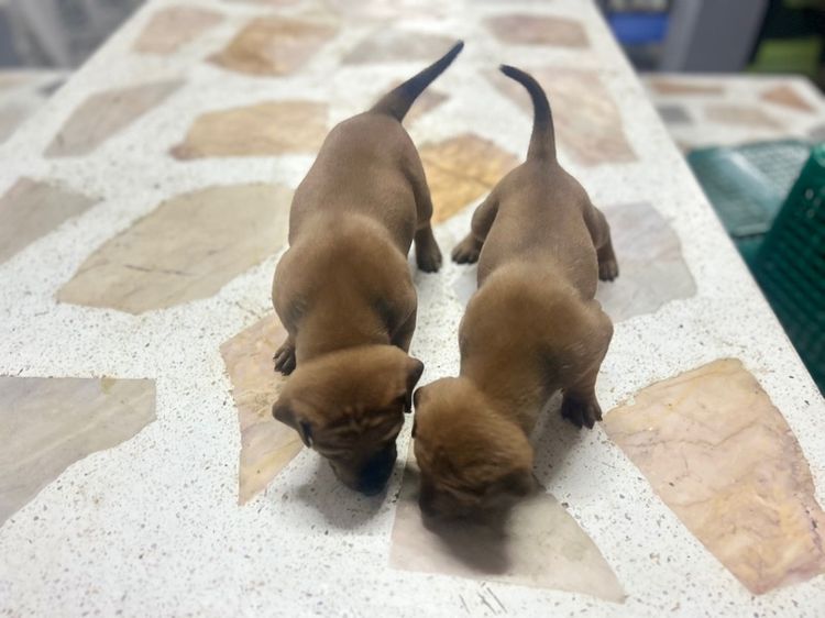 สุนัขพันธ์ไทยหลังอานผสม รูปที่ 11