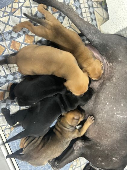 สุนัขพันธ์ไทยหลังอานผสม รูปที่ 2