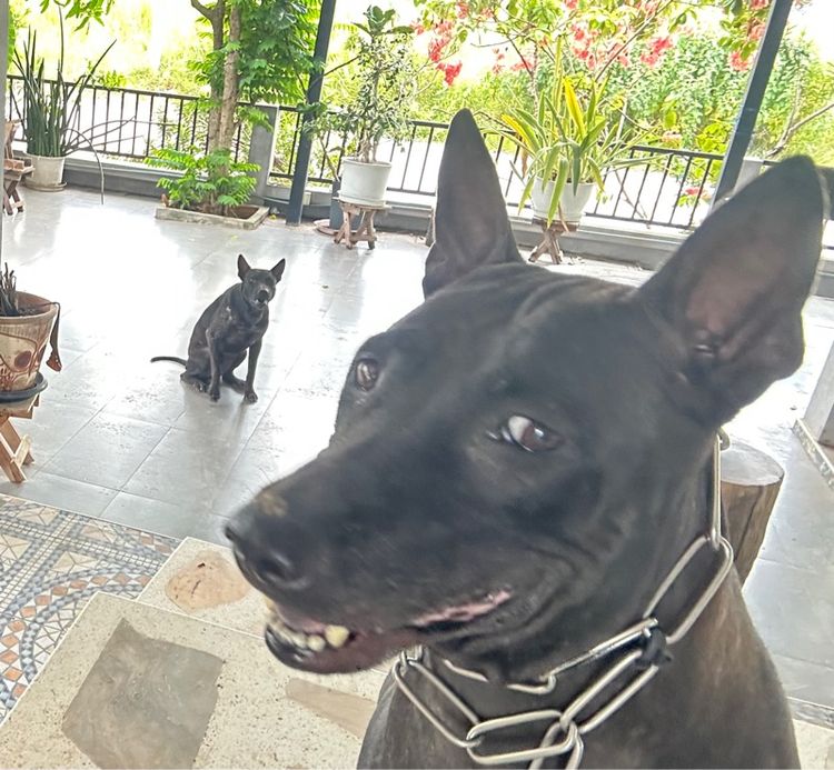 สุนัขพันธ์ไทยหลังอานผสม รูปที่ 14