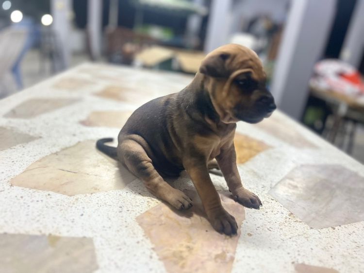 สุนัขพันธ์ไทยหลังอานผสม รูปที่ 9