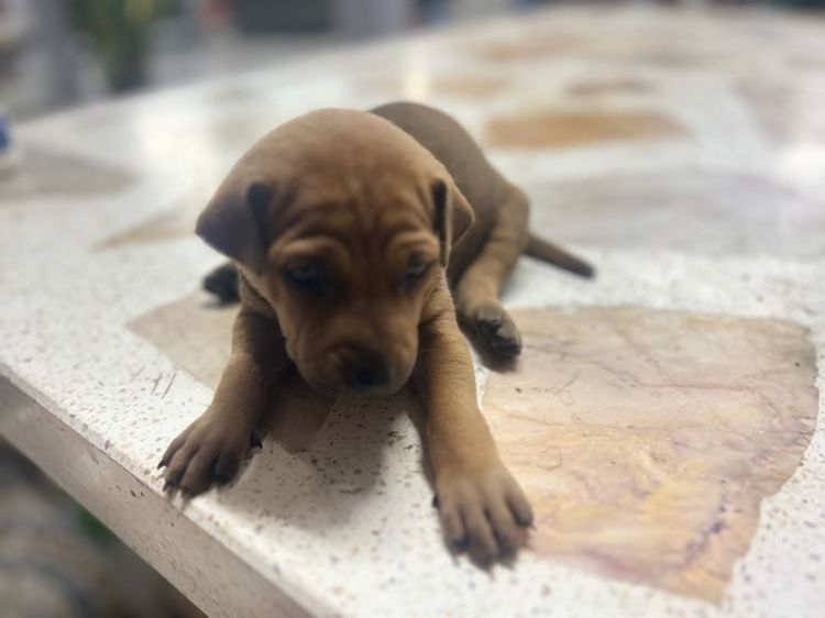 สุนัขพันธ์ไทยหลังอานผสม รูปที่ 12