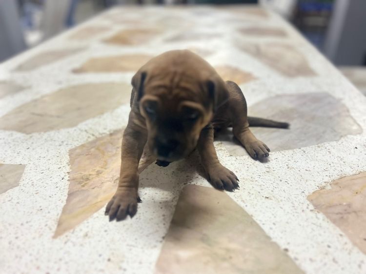 สุนัขพันธ์ไทยหลังอานผสม รูปที่ 8