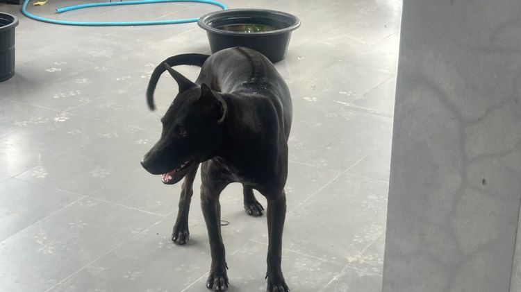 สุนัขพันธ์ไทยหลังอานผสม รูปที่ 15