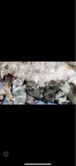 ้เอ็กโซติก บูลลี่ รูปที่ 3