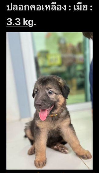 ลูกสุนัขเยอรมันเชพเพิร์ด รูปที่ 8