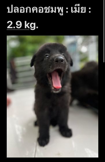 ลูกสุนัขเยอรมันเชพเพิร์ด รูปที่ 2