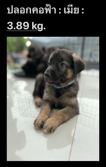 ลูกสุนัขเยอรมันเชพเพิร์ด รูปที่ 7