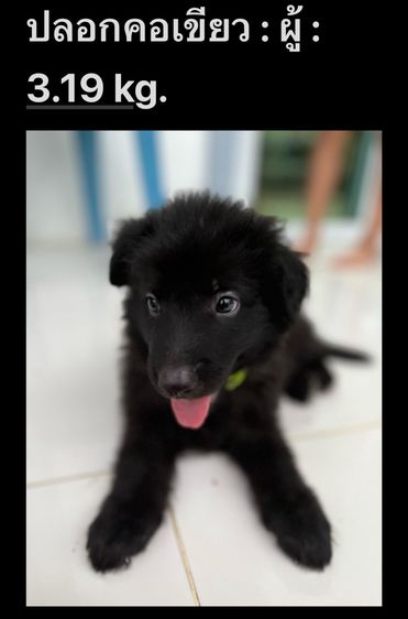 ลูกสุนัขเยอรมันเชพเพิร์ด รูปที่ 3