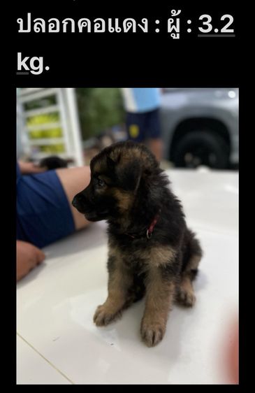 ลูกสุนัขเยอรมันเชพเพิร์ด