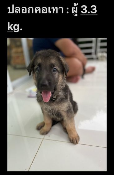 ลูกสุนัขเยอรมันเชพเพิร์ด รูปที่ 5