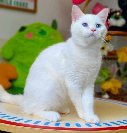 แมวสีขาวตาสีฟ้ามันช์กิ้นขายาว รูปที่ 3