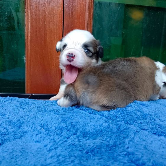 สุนัข รูปที่ 3