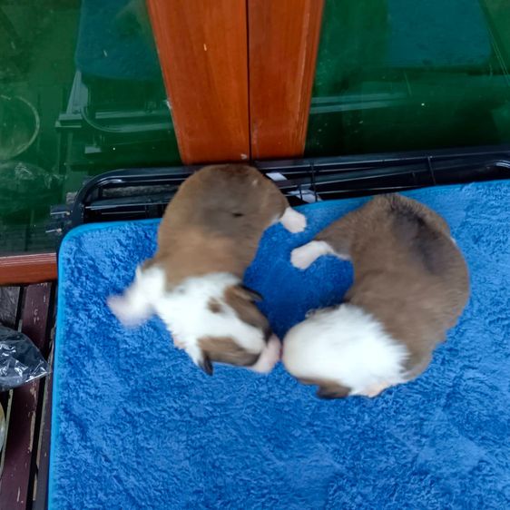 สุนัข รูปที่ 4