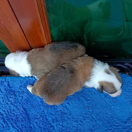 สุนัข รูปที่ 2